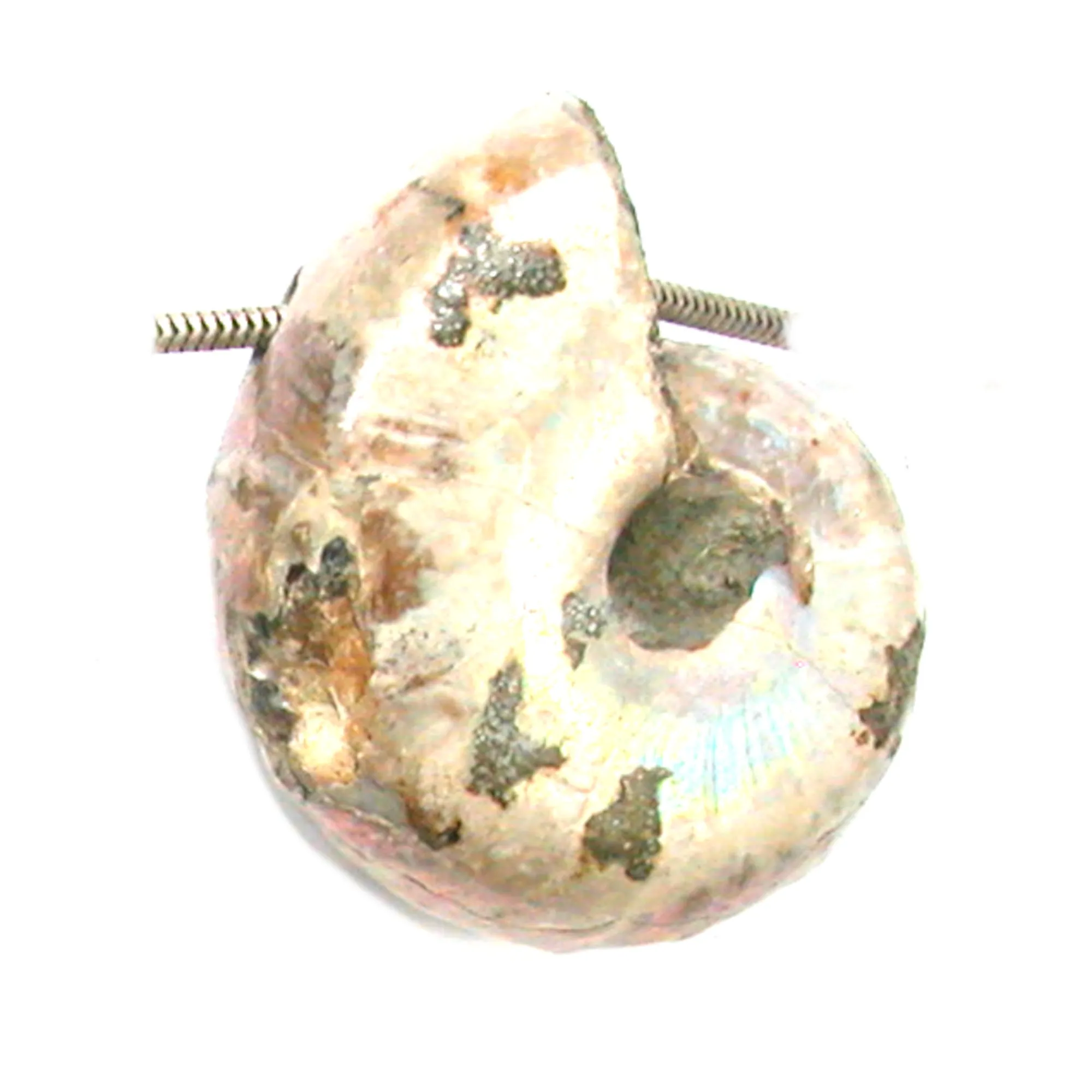 DVH Fossil Iridescent Ammonite Ammolite Focal Bead 44x33x20 (4417)