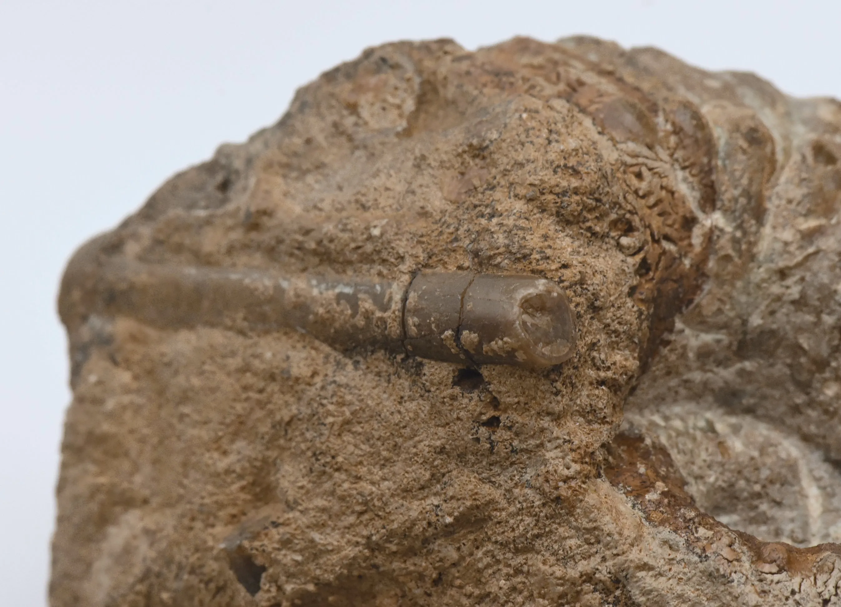 Large Liparoceras Reineckii Fossil Specimen - Germany