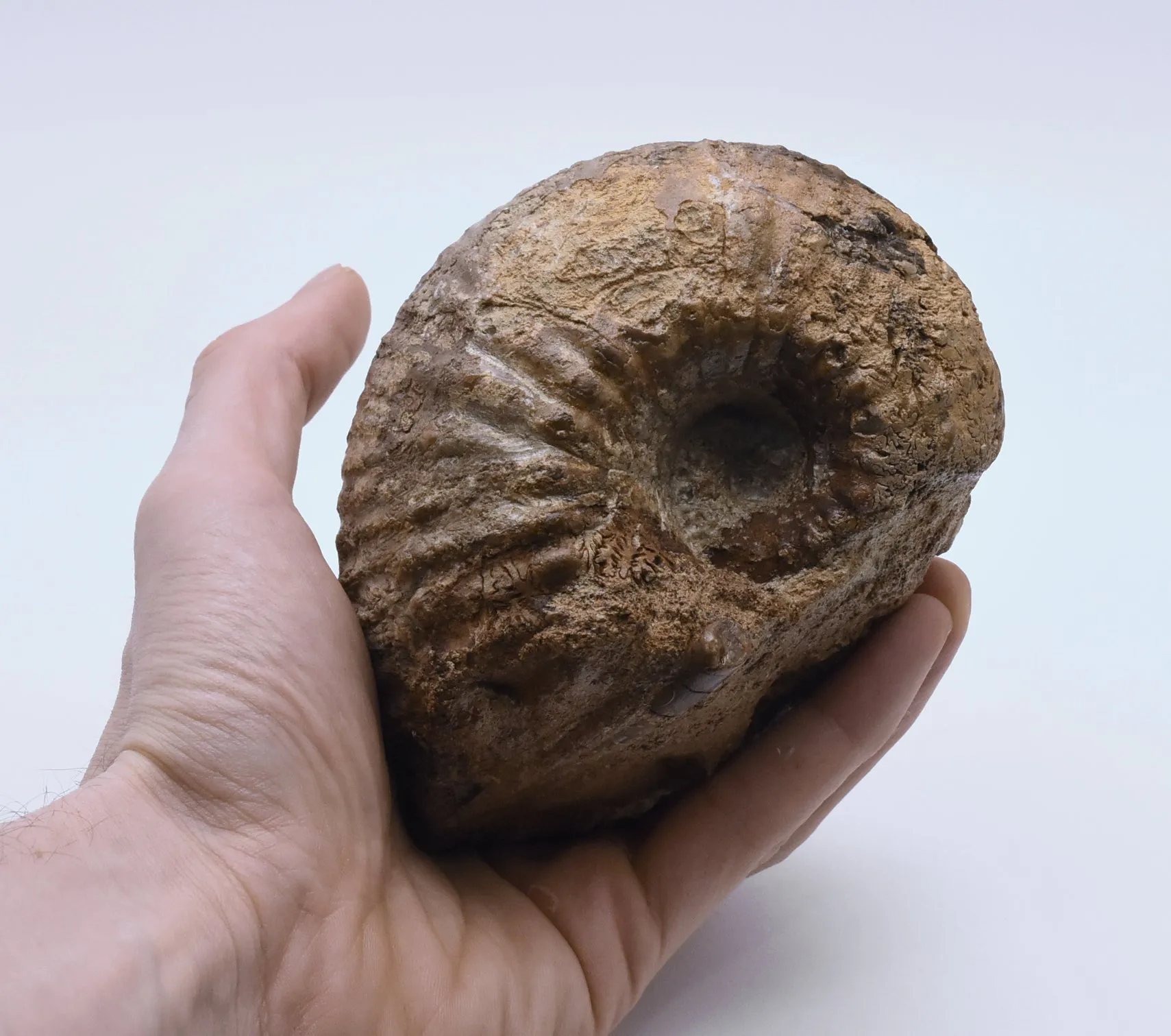 Large Liparoceras Reineckii Fossil Specimen - Germany