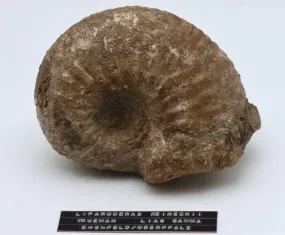 Large Liparoceras Reineckii Fossil Specimen - Germany