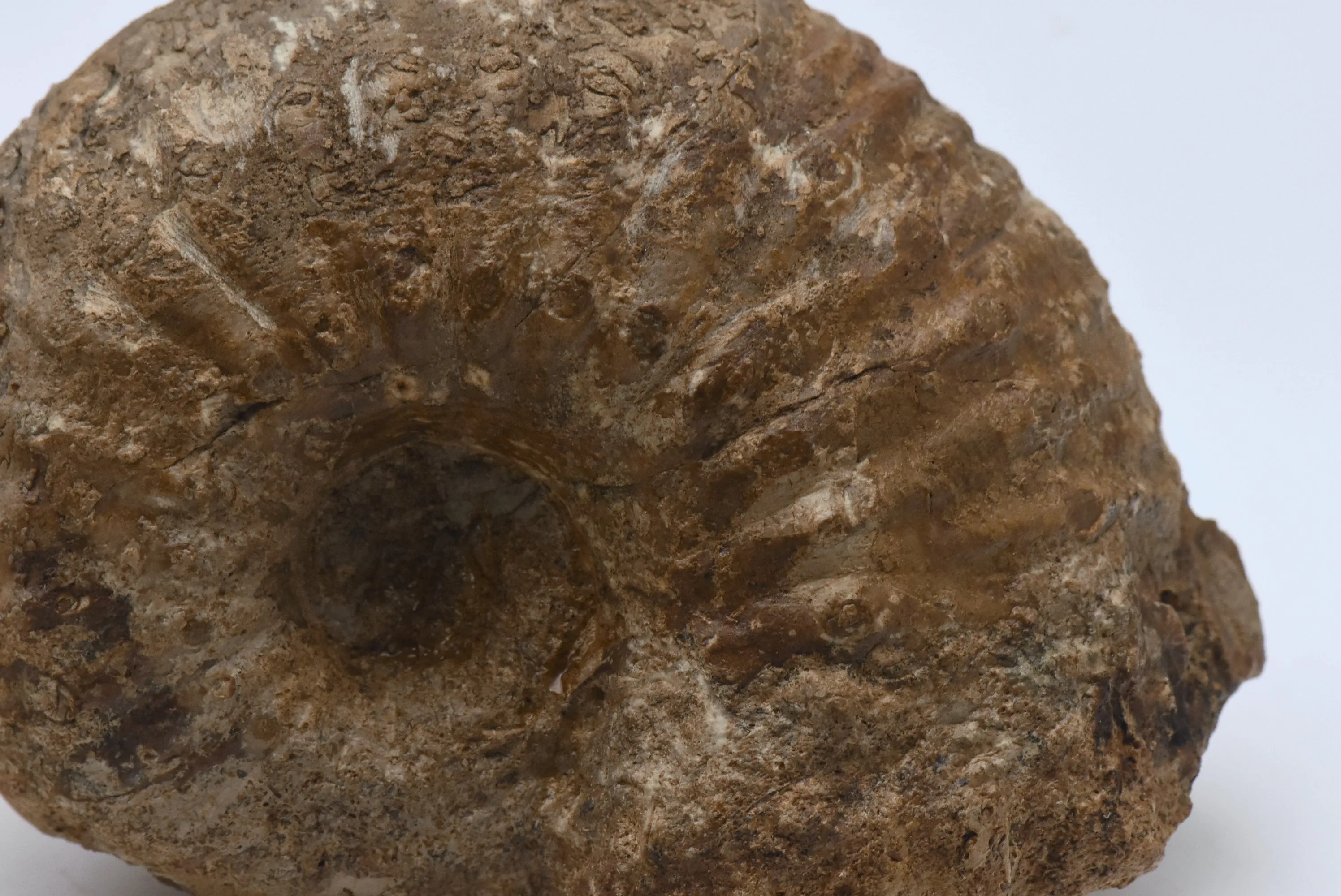 Large Liparoceras Reineckii Fossil Specimen - Germany